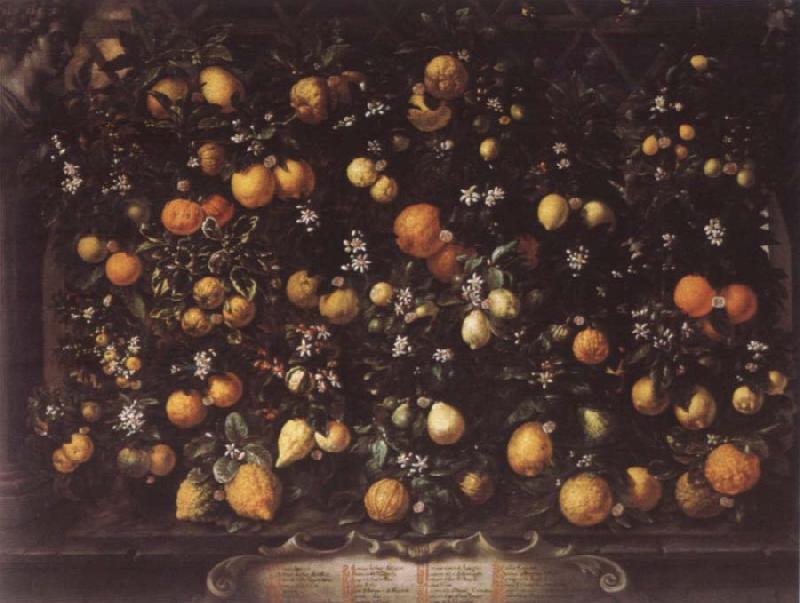 Bartolomeo Bimbi Orange lemon Limetten and Lunien Germany oil painting art